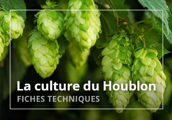 La culture du houblon